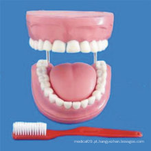Instrumento médico de cuidados dentários de dentes humanos modelo (R080108)